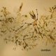Andromeda Belle Single