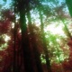 FICTION Single