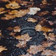 Petrichor Single
