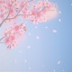 Cherry Blossom feat ilnd emoz Single