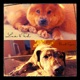 Lua Ted