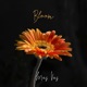 Bloom Single