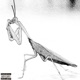 Praying Mantis Freestyle Single