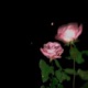 Alone feat Spud rxfxx Single