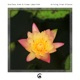 Arising from Silence Single