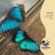 Butterflies Single