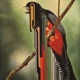 Bird Rib EP