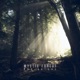 Mystic Forest Single