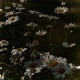 Flower Rainbow Single