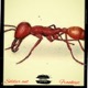 Soldier Ant Single