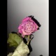 Zeig mir nicht dein Lied Single
