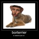 BORterrier Lubin Diss 2 Single