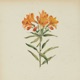 AMIGO Alstroemeria Aurantiaca Single