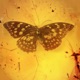 Amber Single