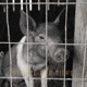 Stimme der Tiere Single