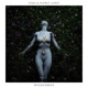 Hylocereus Single