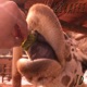 Giraffe Single