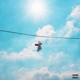 Hollywood Single