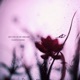See You in My Dreams Single