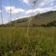 MEADOW Single