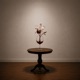 Cattleya Single