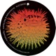 Hyperspace Single