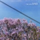 Places Single