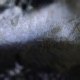 Lucent Single