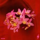 All Night Single