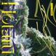 Hotaru EP