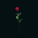 Rose Single