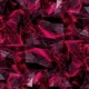 blood Single