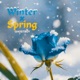 WINTER X SPRING Remastered Single