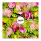 Across the Jungle Single