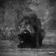 HONEYMOON Single