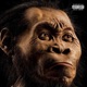 EXOTIC APES