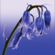 Bluebell Single
