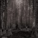 Bosque Single