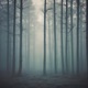 Echoes in the Fog Single