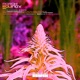 MARCH EQUINOX feat Yolanda Blonda Single