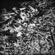 a moth to a butterfly EP