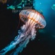 Deep Ocean Creatures
