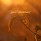 Good Morning Single