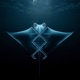 Manta Extended Mix Single