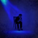 blue lights Single