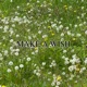 Make a Wish feat MoreNight Manga Saint Hilaire Single