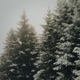 Evergreen Single