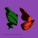 Not Enough feat Haile Supreme Single