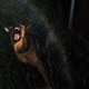 Completion feat Demon Dog7 Single