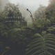 Rainforest Single